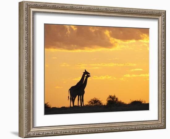 Giraffes, Silhouetted at Sunset, Etosha National Park, Namibia, Africa-Ann & Steve Toon-Framed Photographic Print