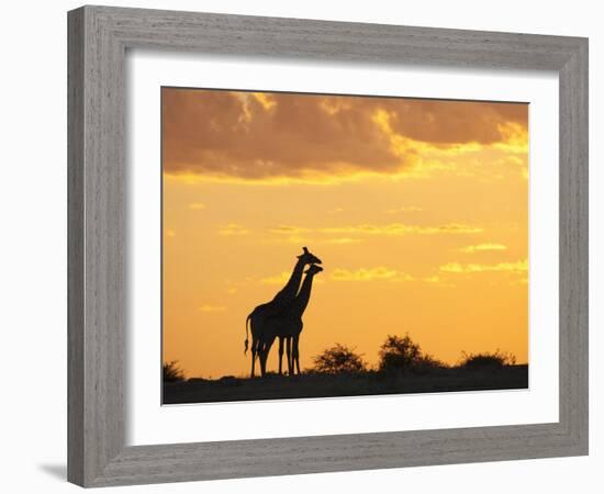 Giraffes, Silhouetted at Sunset, Etosha National Park, Namibia, Africa-Ann & Steve Toon-Framed Photographic Print