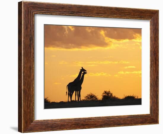 Giraffes, Silhouetted at Sunset, Etosha National Park, Namibia, Africa-Ann & Steve Toon-Framed Photographic Print