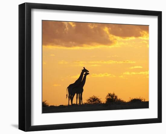 Giraffes, Silhouetted at Sunset, Etosha National Park, Namibia, Africa-Ann & Steve Toon-Framed Photographic Print