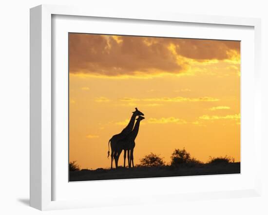 Giraffes, Silhouetted at Sunset, Etosha National Park, Namibia, Africa-Ann & Steve Toon-Framed Photographic Print