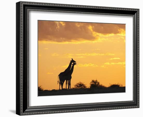 Giraffes, Silhouetted at Sunset, Etosha National Park, Namibia, Africa-Ann & Steve Toon-Framed Photographic Print