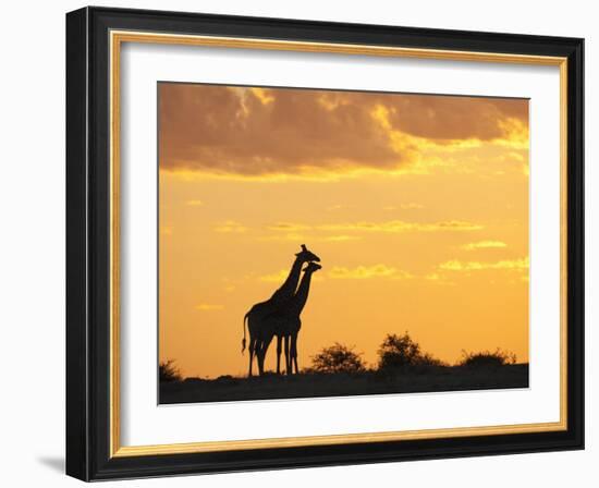 Giraffes, Silhouetted at Sunset, Etosha National Park, Namibia, Africa-Ann & Steve Toon-Framed Photographic Print