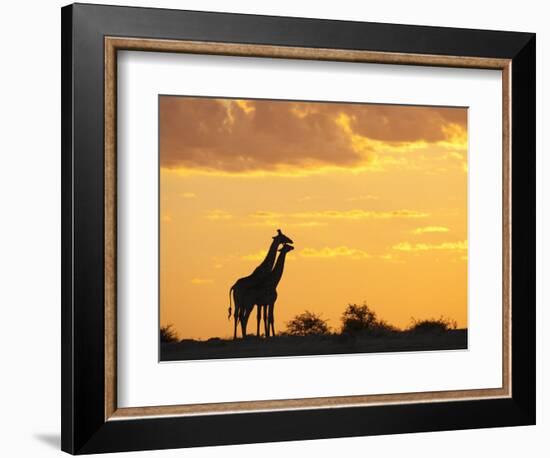 Giraffes, Silhouetted at Sunset, Etosha National Park, Namibia, Africa-Ann & Steve Toon-Framed Photographic Print