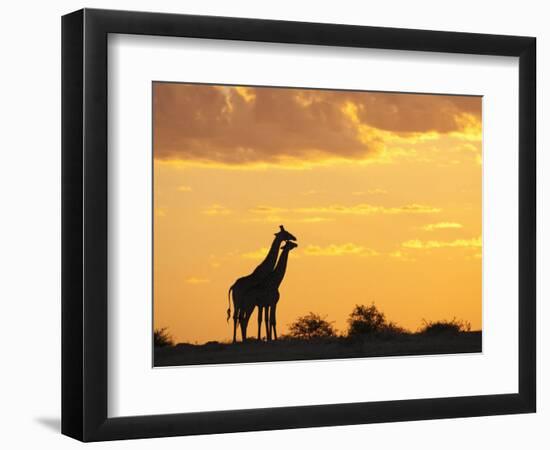 Giraffes, Silhouetted at Sunset, Etosha National Park, Namibia, Africa-Ann & Steve Toon-Framed Photographic Print