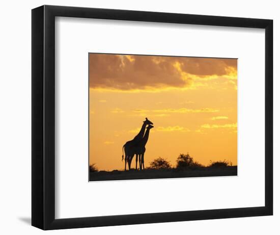 Giraffes, Silhouetted at Sunset, Etosha National Park, Namibia, Africa-Ann & Steve Toon-Framed Photographic Print