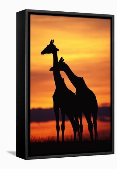 Giraffes Silhouettes at Sunset-null-Framed Premier Image Canvas