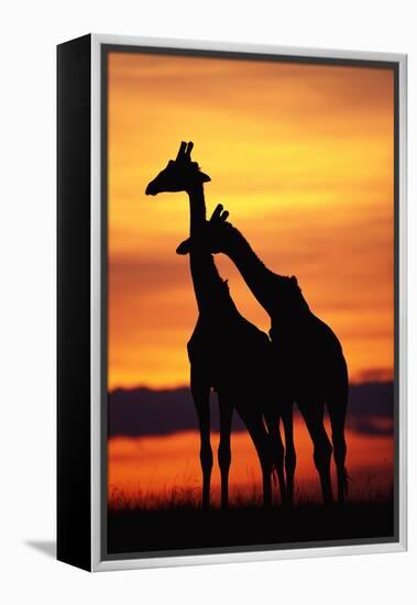 Giraffes Silhouettes at Sunset-null-Framed Premier Image Canvas