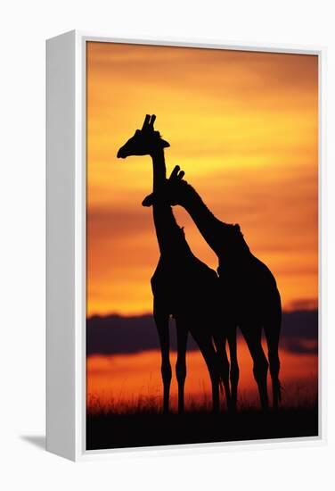 Giraffes Silhouettes at Sunset-null-Framed Premier Image Canvas