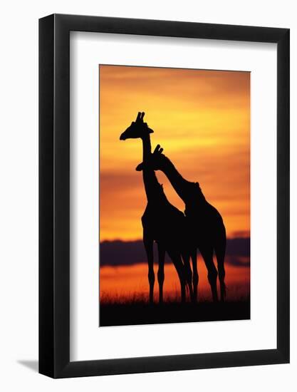 Giraffes Silhouettes at Sunset-null-Framed Photographic Print