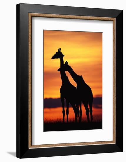 Giraffes Silhouettes at Sunset-null-Framed Photographic Print