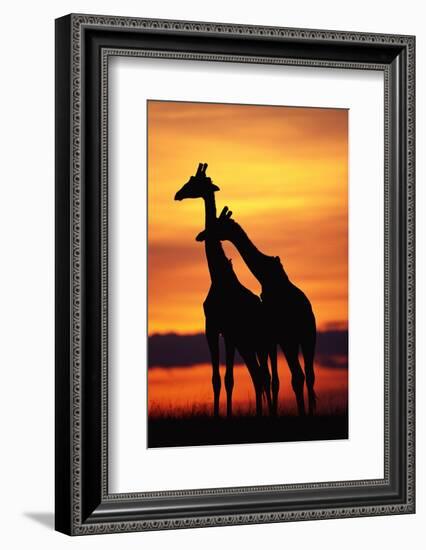 Giraffes Silhouettes at Sunset-null-Framed Photographic Print