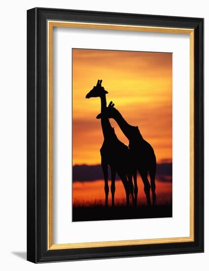 Giraffes Silhouettes at Sunset-null-Framed Photographic Print