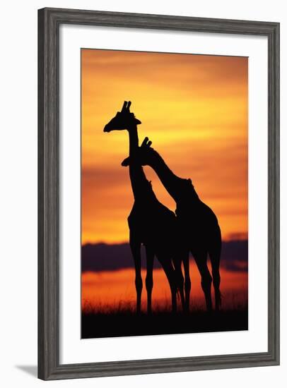 Giraffes Silhouettes at Sunset-null-Framed Photographic Print