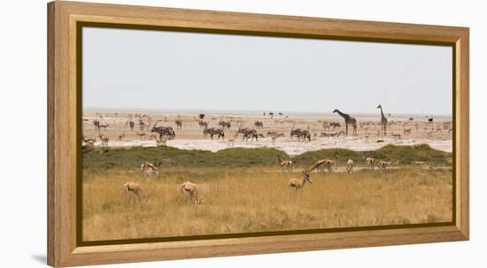 Giraffes, Springbok, Oryx Among Others in Etosha National Park, Namibia, by a Watering Hole-Alex Saberi-Framed Premier Image Canvas