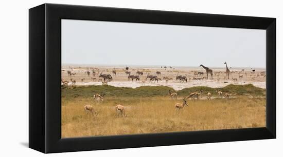 Giraffes, Springbok, Oryx Among Others in Etosha National Park, Namibia, by a Watering Hole-Alex Saberi-Framed Premier Image Canvas