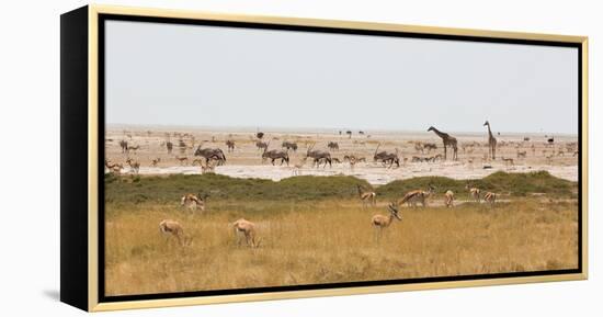 Giraffes, Springbok, Oryx Among Others in Etosha National Park, Namibia, by a Watering Hole-Alex Saberi-Framed Premier Image Canvas