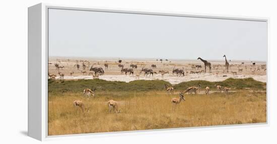 Giraffes, Springbok, Oryx Among Others in Etosha National Park, Namibia, by a Watering Hole-Alex Saberi-Framed Premier Image Canvas