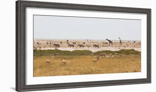 Giraffes, Springbok, Oryx Among Others in Etosha National Park, Namibia, by a Watering Hole-Alex Saberi-Framed Photographic Print