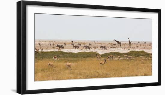 Giraffes, Springbok, Oryx Among Others in Etosha National Park, Namibia, by a Watering Hole-Alex Saberi-Framed Photographic Print