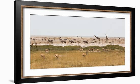 Giraffes, Springbok, Oryx Among Others in Etosha National Park, Namibia, by a Watering Hole-Alex Saberi-Framed Photographic Print