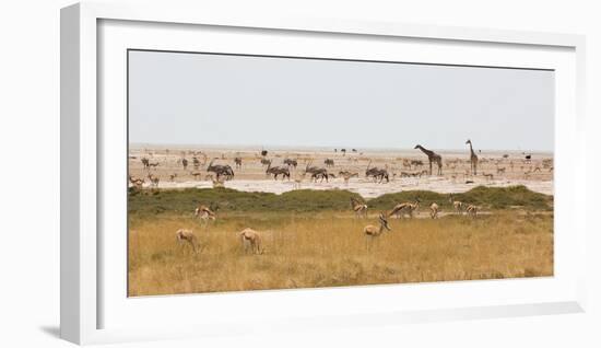 Giraffes, Springbok, Oryx Among Others in Etosha National Park, Namibia, by a Watering Hole-Alex Saberi-Framed Photographic Print