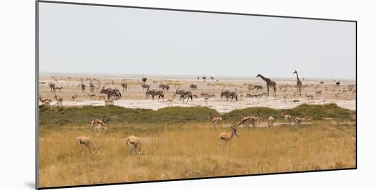 Giraffes, Springbok, Oryx Among Others in Etosha National Park, Namibia, by a Watering Hole-Alex Saberi-Mounted Photographic Print