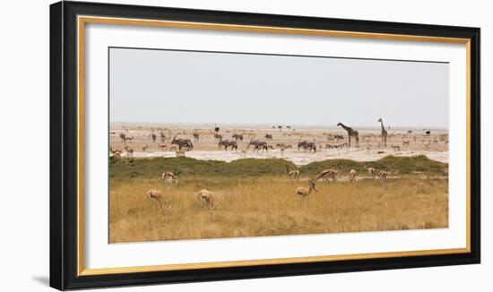 Giraffes, Springbok, Oryx Among Others in Etosha National Park, Namibia, by a Watering Hole-Alex Saberi-Framed Photographic Print