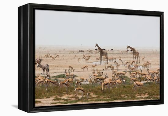 Giraffes, Springbok, Oryx Among Others in Etosha National Park, Namibia, by a Watering Hole-Alex Saberi-Framed Premier Image Canvas