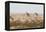 Giraffes, Springbok, Oryx Among Others in Etosha National Park, Namibia, by a Watering Hole-Alex Saberi-Framed Premier Image Canvas