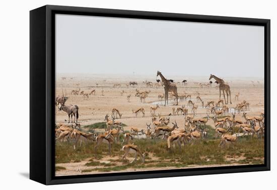 Giraffes, Springbok, Oryx Among Others in Etosha National Park, Namibia, by a Watering Hole-Alex Saberi-Framed Premier Image Canvas