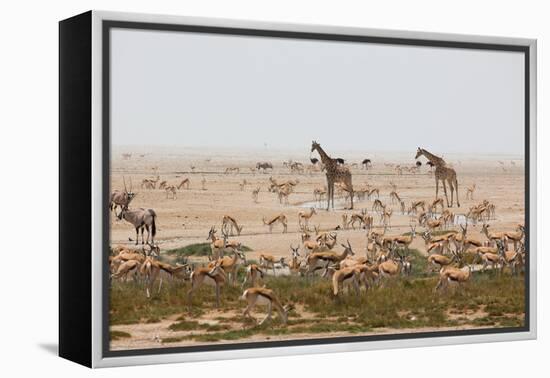 Giraffes, Springbok, Oryx Among Others in Etosha National Park, Namibia, by a Watering Hole-Alex Saberi-Framed Premier Image Canvas