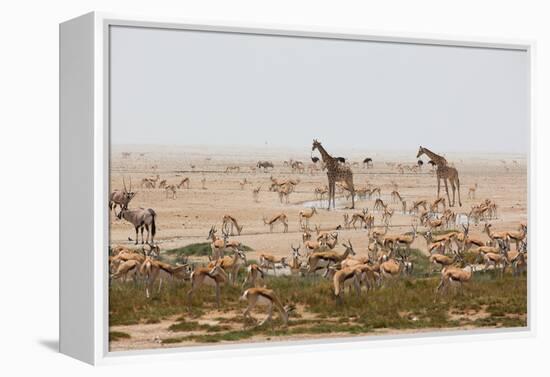 Giraffes, Springbok, Oryx Among Others in Etosha National Park, Namibia, by a Watering Hole-Alex Saberi-Framed Premier Image Canvas
