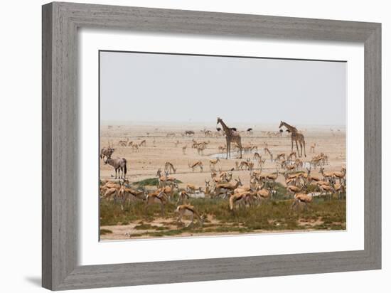 Giraffes, Springbok, Oryx Among Others in Etosha National Park, Namibia, by a Watering Hole-Alex Saberi-Framed Photographic Print