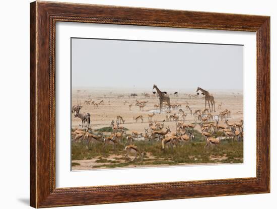 Giraffes, Springbok, Oryx Among Others in Etosha National Park, Namibia, by a Watering Hole-Alex Saberi-Framed Photographic Print