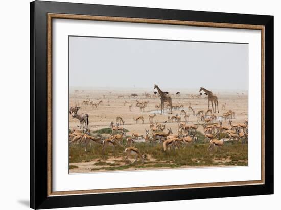 Giraffes, Springbok, Oryx Among Others in Etosha National Park, Namibia, by a Watering Hole-Alex Saberi-Framed Photographic Print