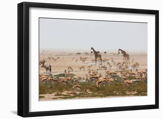 Giraffes, Springbok, Oryx Among Others in Etosha National Park, Namibia, by a Watering Hole-Alex Saberi-Framed Photographic Print