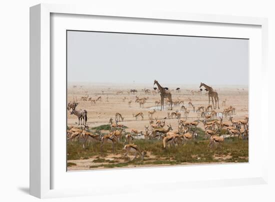 Giraffes, Springbok, Oryx Among Others in Etosha National Park, Namibia, by a Watering Hole-Alex Saberi-Framed Photographic Print