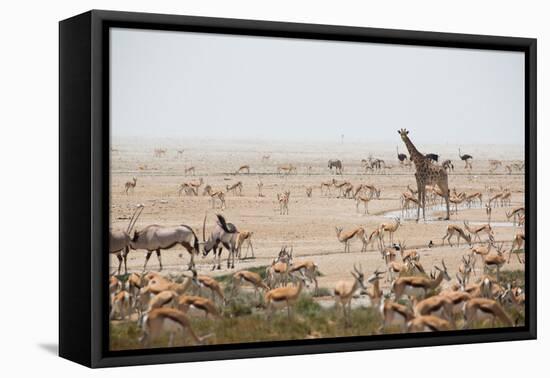 Giraffes, Springbok, Oryx Among Others in Etosha National Park, Namibia, by a Watering Hole-Alex Saberi-Framed Premier Image Canvas