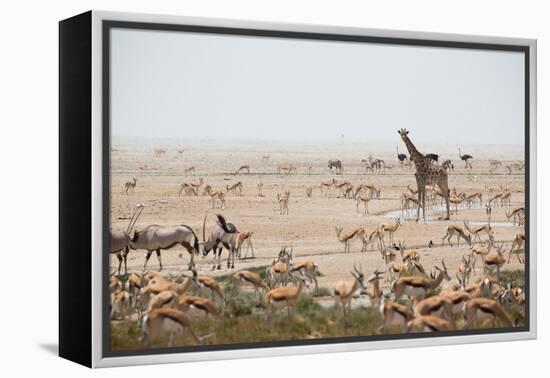 Giraffes, Springbok, Oryx Among Others in Etosha National Park, Namibia, by a Watering Hole-Alex Saberi-Framed Premier Image Canvas