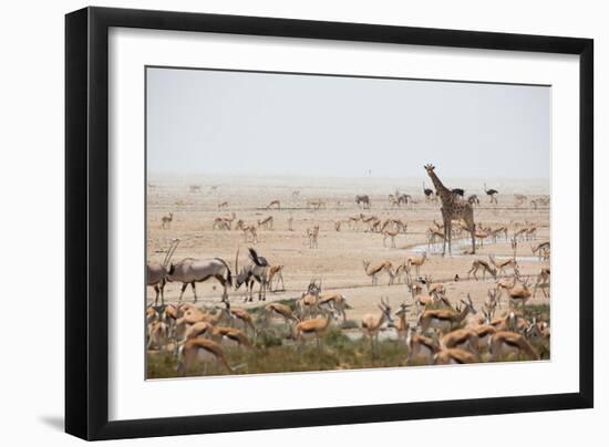 Giraffes, Springbok, Oryx Among Others in Etosha National Park, Namibia, by a Watering Hole-Alex Saberi-Framed Photographic Print