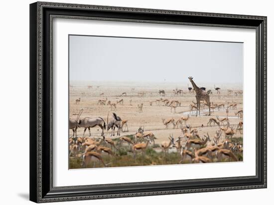 Giraffes, Springbok, Oryx Among Others in Etosha National Park, Namibia, by a Watering Hole-Alex Saberi-Framed Photographic Print