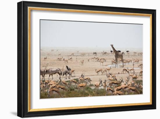 Giraffes, Springbok, Oryx Among Others in Etosha National Park, Namibia, by a Watering Hole-Alex Saberi-Framed Photographic Print