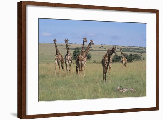 Giraffes Standing around an Injured Young Giraffe-DLILLC-Framed Photographic Print