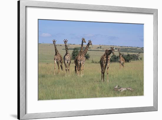 Giraffes Standing around an Injured Young Giraffe-DLILLC-Framed Photographic Print