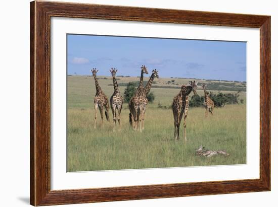 Giraffes Standing around an Injured Young Giraffe-DLILLC-Framed Photographic Print