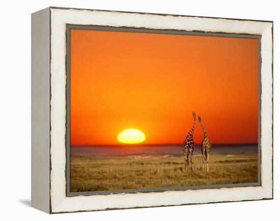 Giraffes Stretch their Necks at Sunset, Ethosha National Park, Namibia-Janis Miglavs-Framed Premier Image Canvas