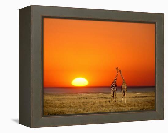 Giraffes Stretch their Necks at Sunset, Ethosha National Park, Namibia-Janis Miglavs-Framed Premier Image Canvas