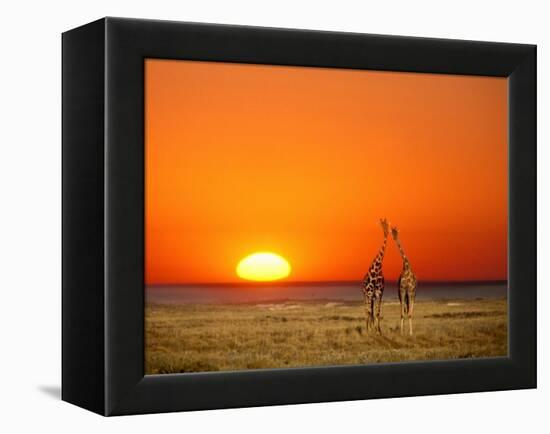 Giraffes Stretch their Necks at Sunset, Ethosha National Park, Namibia-Janis Miglavs-Framed Premier Image Canvas