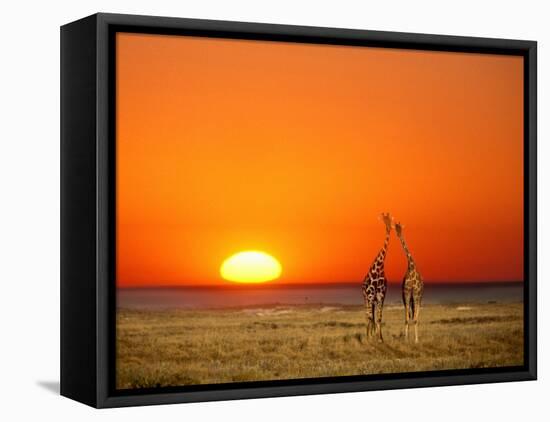 Giraffes Stretch their Necks at Sunset, Ethosha National Park, Namibia-Janis Miglavs-Framed Premier Image Canvas